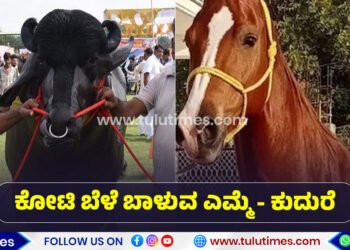 most-expensive-buffalo-and-horse-in-pushkar-animal-fair