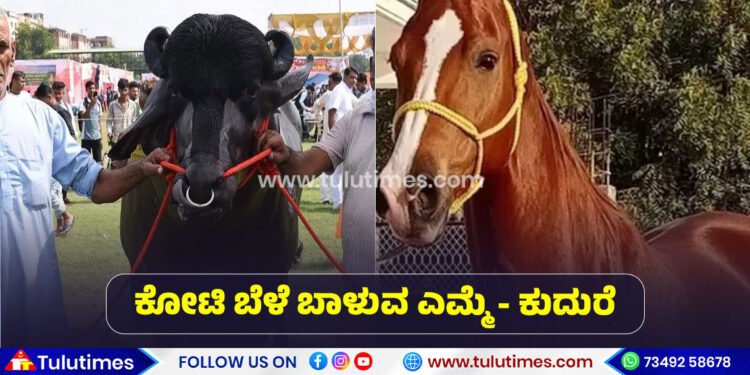 most-expensive-buffalo-and-horse-in-pushkar-animal-fair
