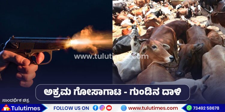 Puttur: Illegal cow smuggling to Kerala Firing by police