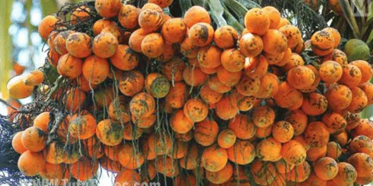 WHO: Good news for areca nut growers: World Health Organization