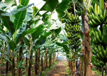 Agriculture: Banana farming has also been hit by the falling banana prices...!