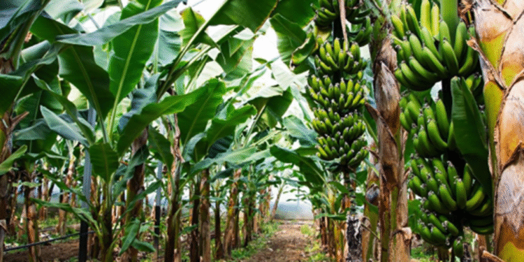 Agriculture: Banana farming has also been hit by the falling banana prices...!