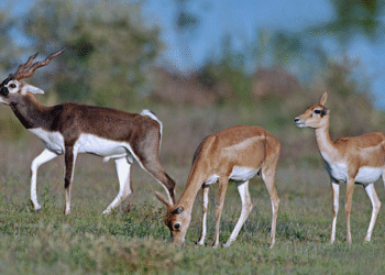 Belagavi Zoo: The zoo is dying: The death toll has risen to 31...!