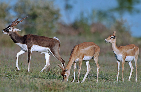 Belagavi Zoo: The zoo is dying: The death toll has risen to 31...!