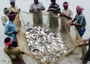 Karnataka ranks third in fish production in the country: CM Siddaramaiah