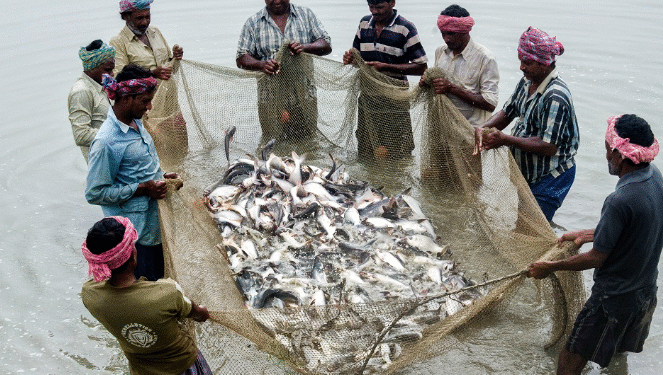 Karnataka ranks third in fish production in the country: CM Siddaramaiah