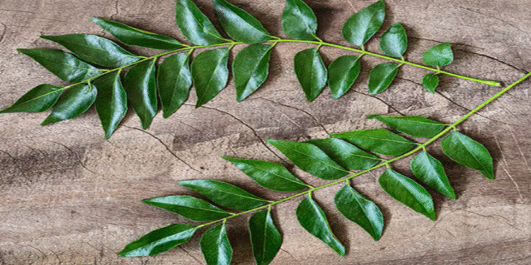 Hair Health: Applying this oil to the head will make white hair disappear…!