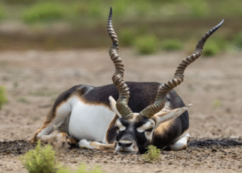 Belagavi: Mysterious death of blackbucks: Failure to take precautionary measures
