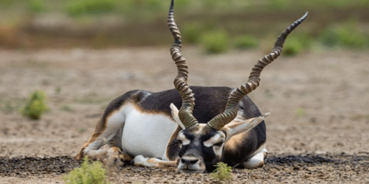 Belagavi: Mysterious death of blackbucks: Failure to take precautionary measures