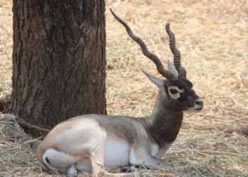 Belagavi: Liver disease responsible for the death of blackbucks...!