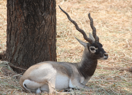 Belagavi: Liver disease responsible for the death of blackbucks...!