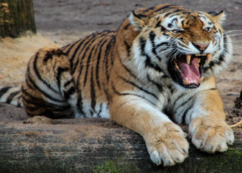 Mysore: One by one, farmers are losing their lives to the tiger's attacks.