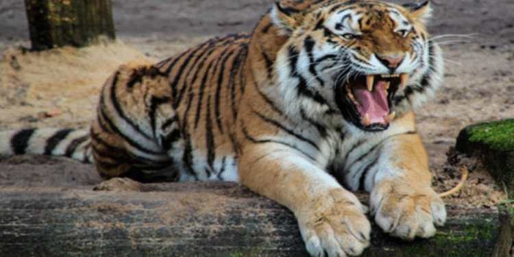 Mysore: One by one, farmers are losing their lives to the tiger's attacks.