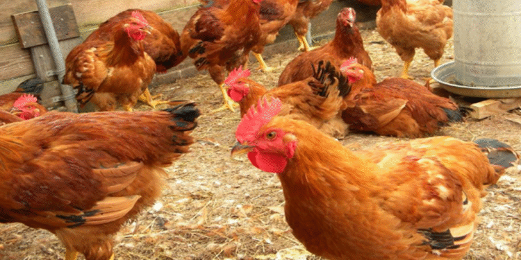 National Livestock Mission: Rs 25 lakh subsidy for sheep and pig farming along with poultry farming