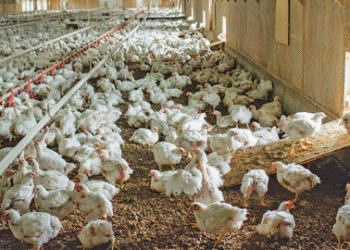 Financial assistance for poultry farming: Interested parties can apply