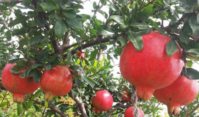 Pomegranate: Farmers will benefit if pomegranate crops are cultivated carefully...!
