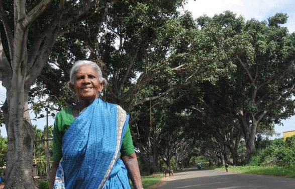 Saalumarada Timmakka: Banyan saplings are the children of the childless Saalumarada Timmakka.
