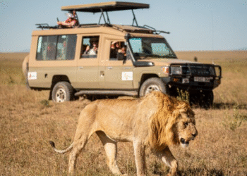 The local people's lives are in trouble due to the suspension of Safari...!