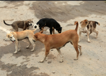 Supreme Court: New order from the Supreme Court on the stray dog ​​menace…!