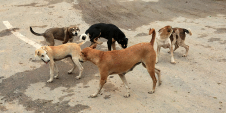 Supreme Court: New order from the Supreme Court on the stray dog ​​menace…!