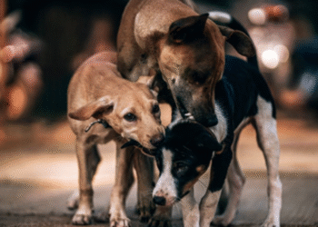 Street Dogs: Work to address the problem of street dogs begins soon…!