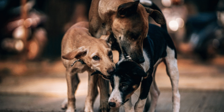Street Dogs: Work to address the problem of street dogs begins soon…!