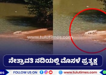 belthangady-crocodile-found-in-nethravathi-river-bank