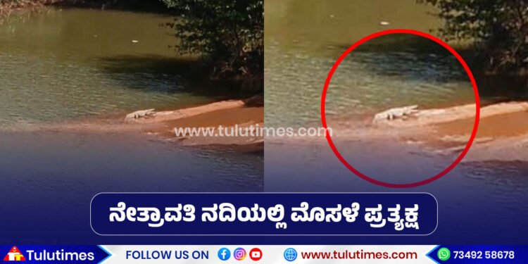 belthangady-crocodile-found-in-nethravathi-river-bank