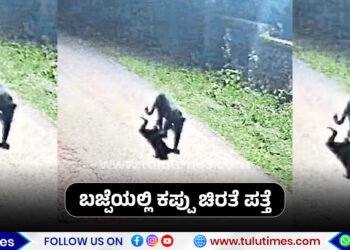 black-panther-found-in-bajpe-location