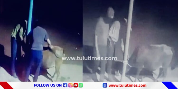 four-cows-were-stolen-by-miscreants-in-peruvai