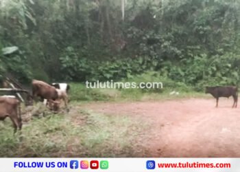 cow smuggling spoiled after vehicle damaged