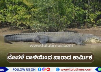 crocodile-attack-on-worker-in-nethravathi-river