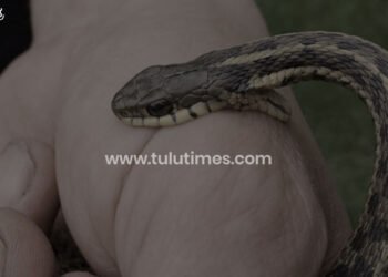 russel-viper-snake-bites-three-kids-in-belthangady