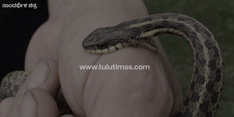 russel-viper-snake-bites-three-kids-in-belthangady
