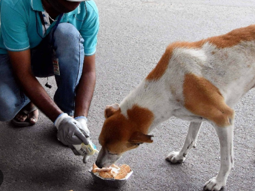 Is it true that two meals of biryani are good for street dogs?