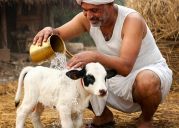 The story of how Ranganna's jealousy disappeared due to a small cow