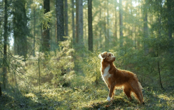 Surprising but true: Dog finds child who spent entire night in forest