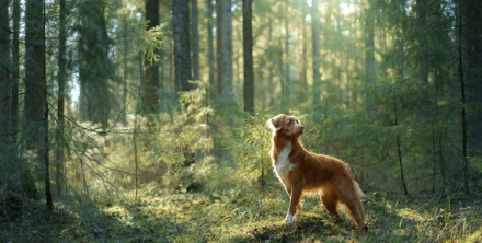 Surprising but true: Dog finds child who spent entire night in forest