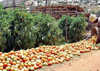 If there is a price, there is no crop: Traders are behind the fraud that farmers face