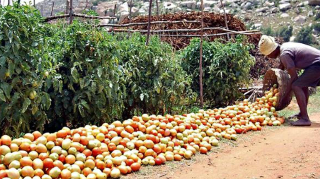 If there is a price, there is no crop: Traders are behind the fraud that farmers face