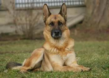 Sisters commit suicide over pet dog