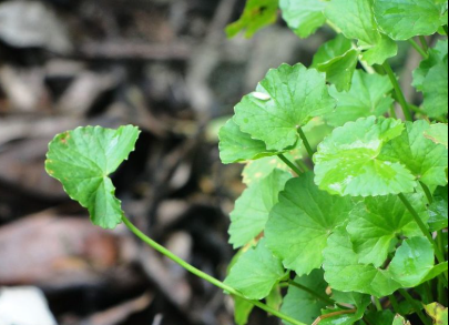 What are the health benefits of eating spinach for children?