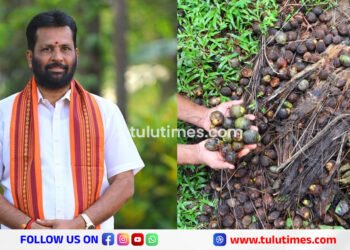 crop-insurence-cant-helps-arecanut-farmers-of-dakshina-kannada