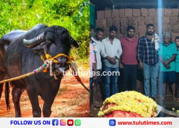 kambala-champion-bolarada-kutti-kona-no-more