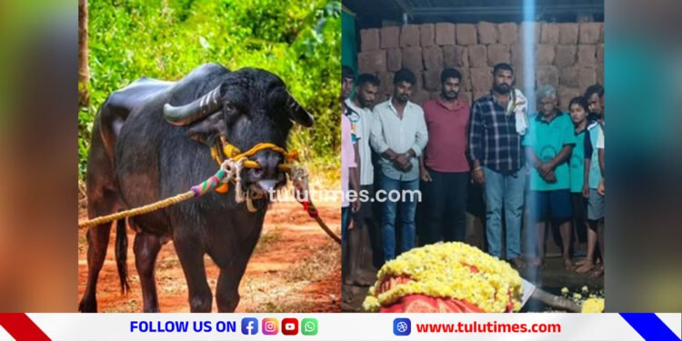 kambala-champion-bolarada-kutti-kona-no-more