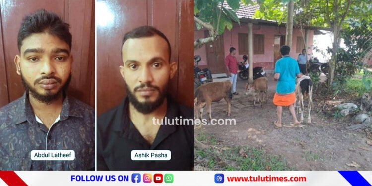 thieves-abandon-cattle-on-puttur-road-after-vehicle-breaks-down-two-arrested