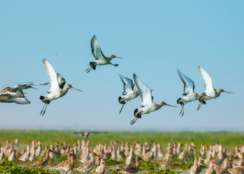 Bird Festival: The state's rich bird diversity: Where is this year's Bird Festival being held?