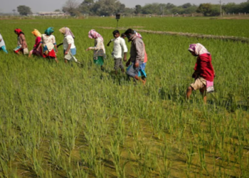 Demand for tax cuts from the agricultural sector ahead of the budget, more support for farmers