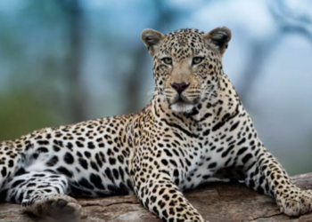 Leopard movement in Belthangady taluk: Strict security guidelines for schools