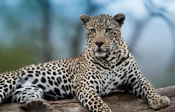 Leopard movement in Belthangady taluk: Strict security guidelines for schools